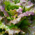 Lovelock Organic