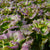 Lovelock Organic