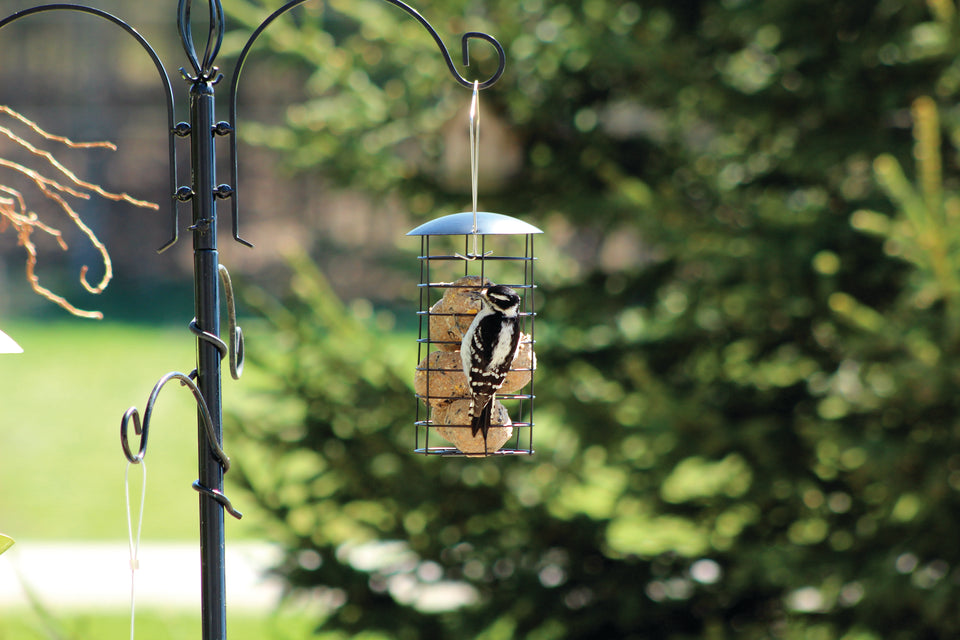 Large Suet Ball Feeder