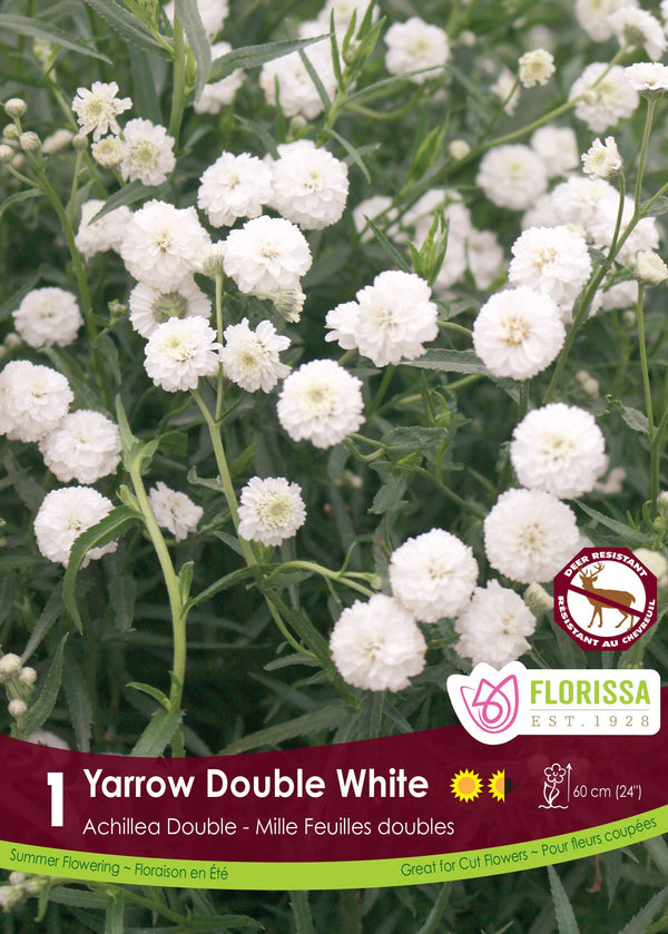 Achillea Double White 1pk