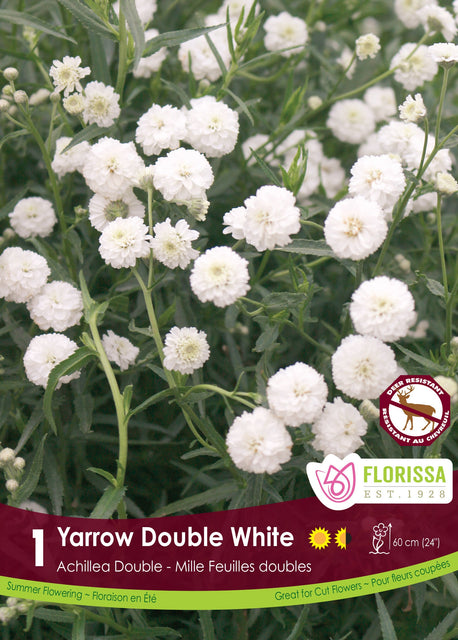 Achillea Double White 1pk