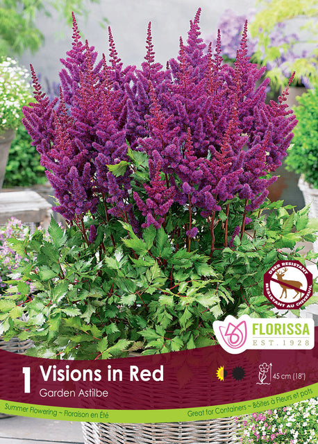 Astilbe Visions In Red 1pk