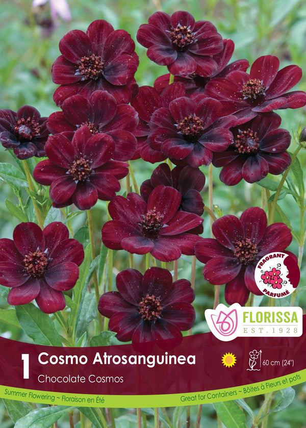 Cosmos Atrosanguinea 1pk – West Coast Seeds