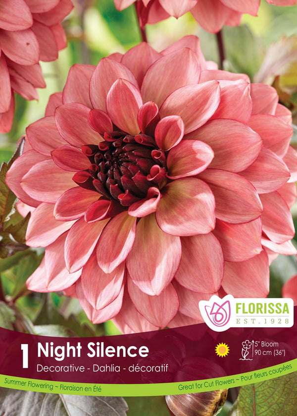 Dahlia Night Silence 1pk