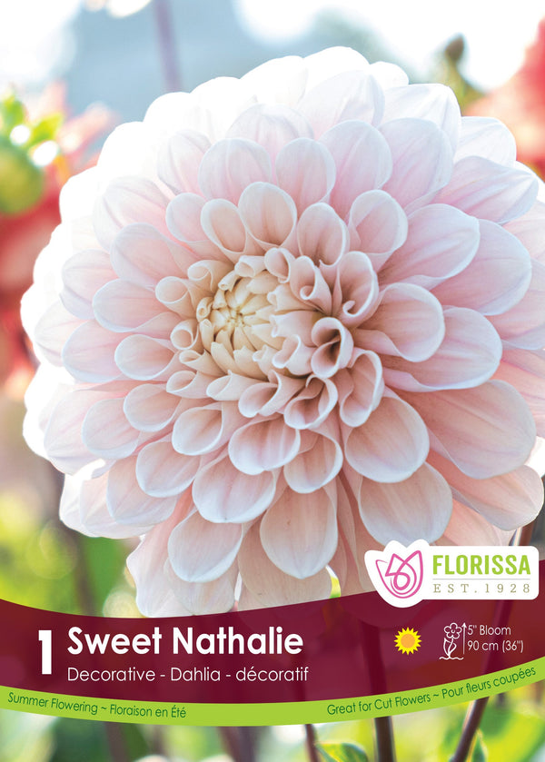 Dahlia Sweet Nathalie 1pk