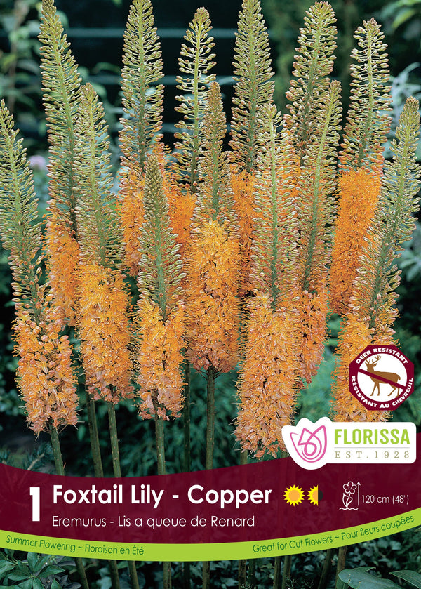 Eremus Foxtail Lily Copper 1pk