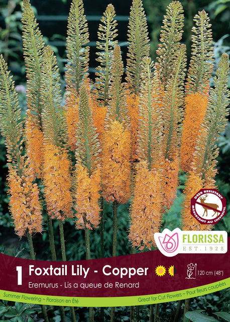 Eremus Foxtail Lily Copper 1pk