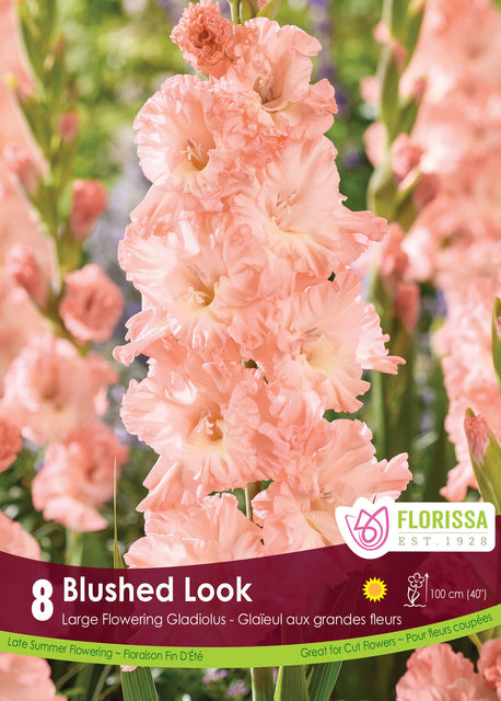 Gladiolus Blushed Look 8pk