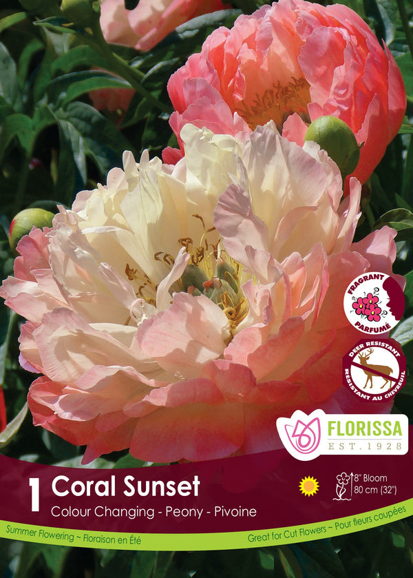 Peony Coral Sunset 1pk