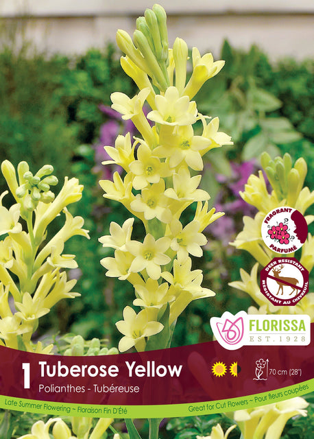 tuberose flower seeds Tuberose Yellow 1pk – West Coast Seeds