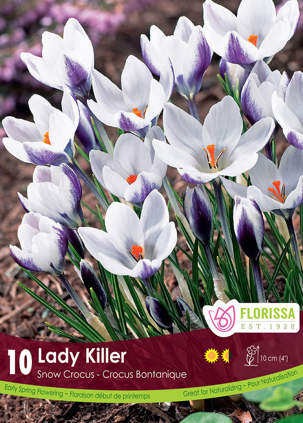 Crocus Lady Killer 10/pk