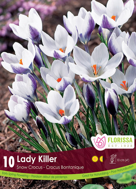 Crocus Lady Killer 10/pk