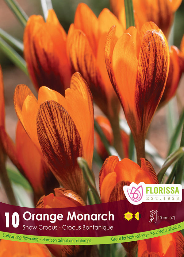 Crocus Orange Monarch 10/pk