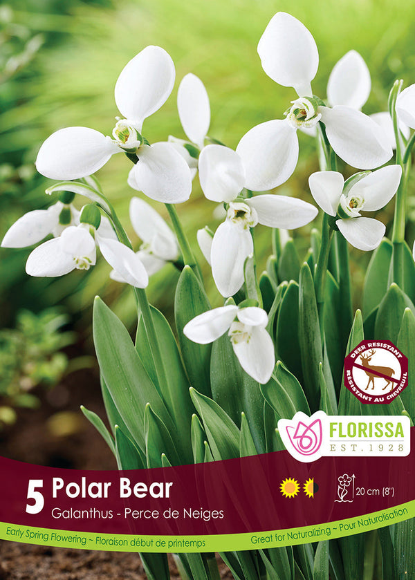 Snowdrops Polar Bear 5/pk