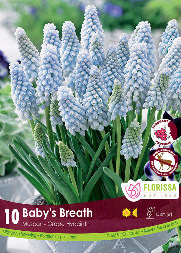 Muscari Baby's Breath 10/pk