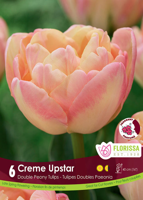 Tulip Crème Upstar 6/pk