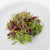 Three Week Microgreen Seeds