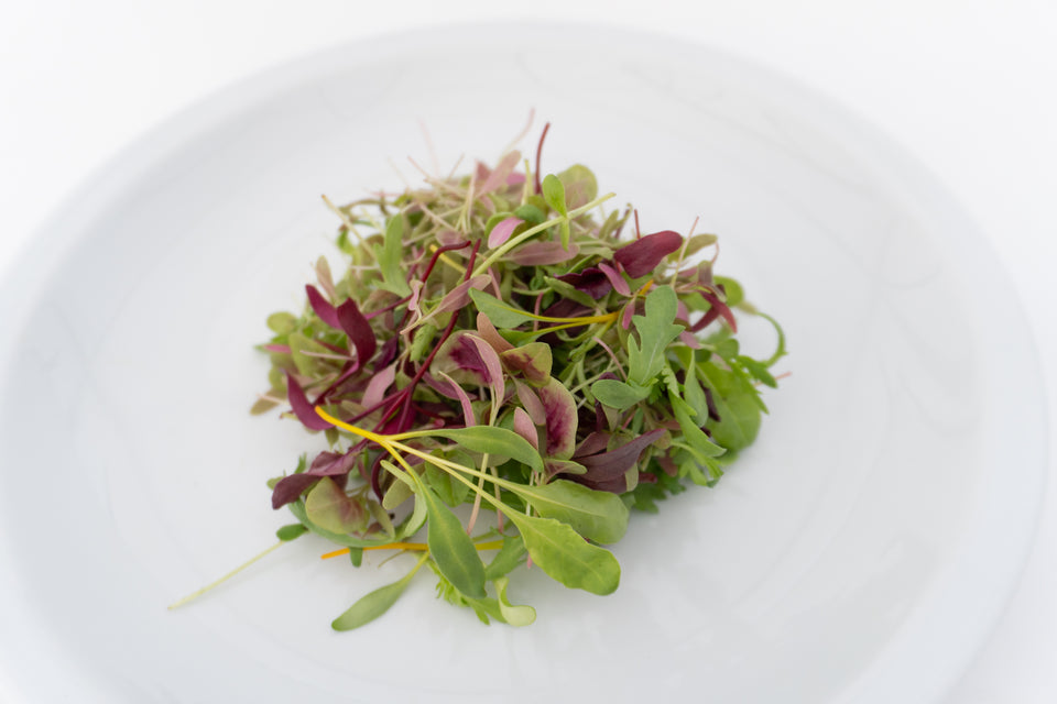 Three Week Microgreen Seeds