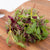 Three Week Microgreen Seeds