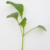 Three Week Microgreen Seeds