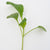 Three Week Microgreen Seeds