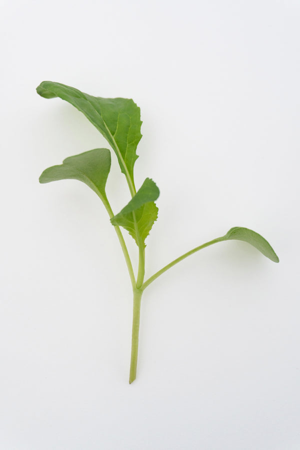 Three Week Microgreen Seeds
