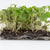 Two Week Microgreen Seeds