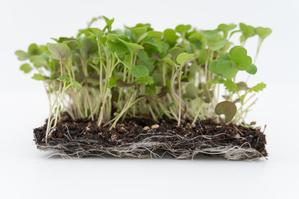 Two Week Microgreen Seeds