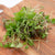 Two Week Microgreen Seeds