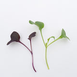 Two Week Microgreen Seeds