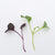 Two Week Microgreen Seeds