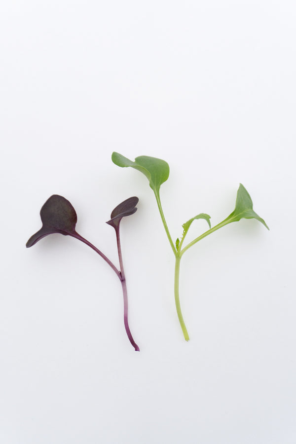 Two Week Microgreen Seeds