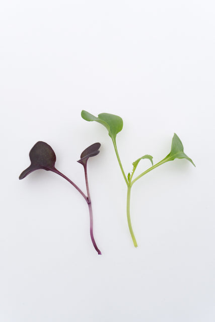 Two Week Microgreen Seeds