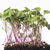 Microgreen Radish Organic