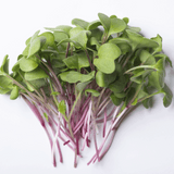 Microgreen Radish Organic