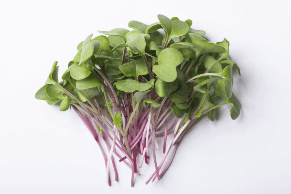 Microgreen Radish Organic