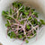 Microgreen Radish Organic