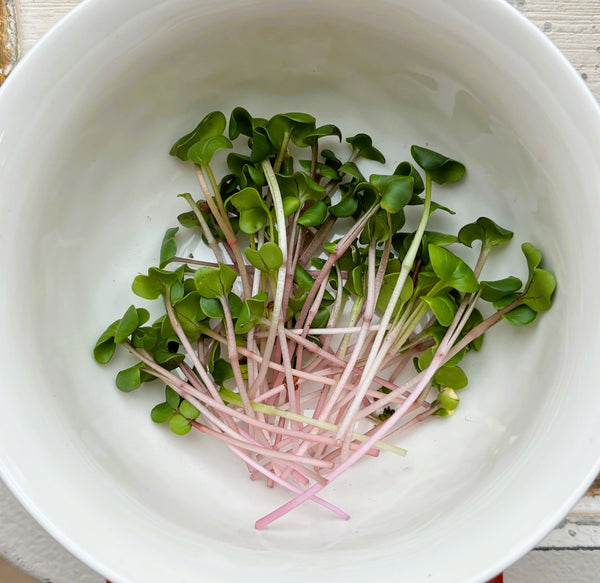 Microgreen Radish Organic