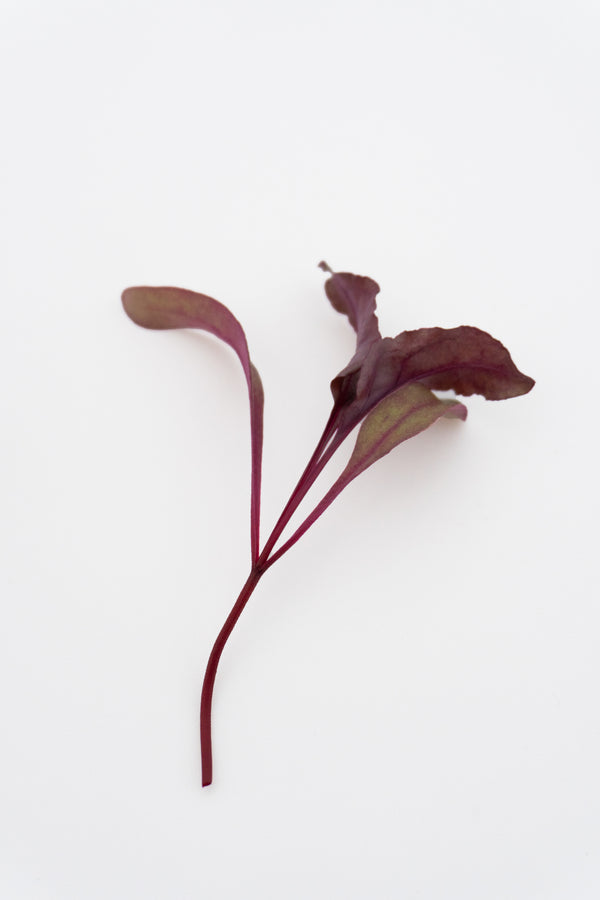 Microgreen Beet Seeds