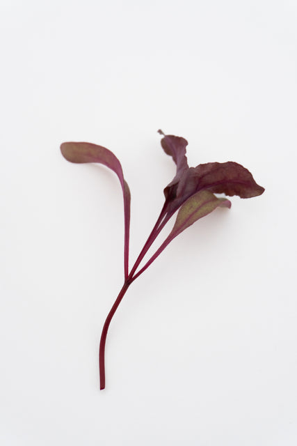 Microgreen Beet Seeds