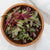 Microgreen Beet Seeds