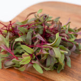 Microgreen Beet Seeds