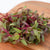 Microgreen Beet Seeds