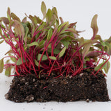 Microgreen Beet Seeds