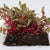 Microgreen Beet Seeds