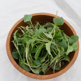 Microgreen Broccoli Organic