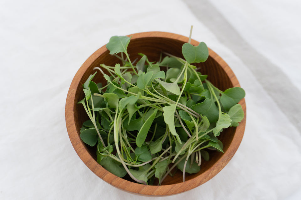 Microgreen Broccoli Organic