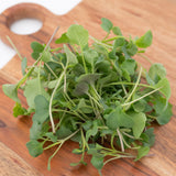 Microgreen Broccoli Organic