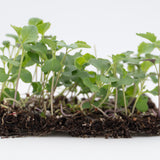 Microgreen Broccoli Organic