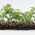 Microgreen Broccoli Organic